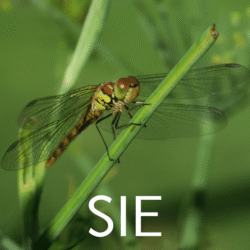 Darum geht es! Informationen zum Projekt finden Sie hier! Machen Sie mit!