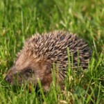Wer freut sich nicht über diesen besonderen Gast im Garten? (© mehr-natur-im-garten.ch) Igel