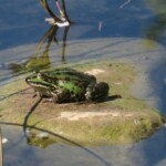 Selbst ein kleiner Teich im Garten lockt rasch zahlreiche Tiere an (© mehr-natur-im-garten.ch) Wasserfrosch