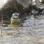Blaumeise beim Baden. Wichtige Gefiederpflege für die Vögel
(© mehr-natur-im-garten.ch) Blaummeise