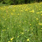 Wunderbare Wiesenbocksbart-Wiese (© mehr-natur-im-garten.ch) Wiesenbocksbart-Wiese