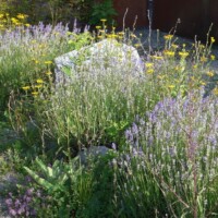 Wildstauden sind genügsam, benötigen nicht viel Pflege und erfreuen das Auge. Zudem sind sie für viele Insekten wichtige Nahrungsquellen (© mehr-natur-im-garten.ch) Wildstauden