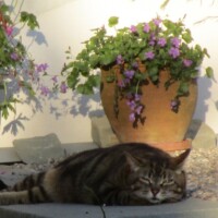 Selbst auf kleinsten Flächen findet sich Platz für Wildstauden (© mehr-natur-im-garten.ch) Wildstauden im Topf