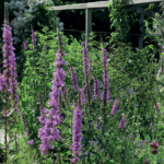 Die Blüten- und Farbenpracht der Wildstauden lockt allerlei Wildbienen, Hummeln, Schwebefliegen, Schmetterlinge und Käfer an (© mehr-natur-im-garten.ch) Wildstauden
