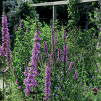 Die Blüten- und Farbenpracht der Wildstauden lockt allerlei Wildbienen, Hummeln, Schwebefliegen, Schmetterlinge und Käfer an (© mehr-natur-im-garten.ch) Wildstauden