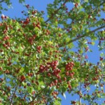 Wichtiger, farbenfroher Futterspender im Herbst: Der Weissdorn (© mehr-natur-im-garten.ch) Weissdorn