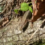 Ein strukturreicher Garten bietet Reptilien zahlreiche Versteckmöglichkeiten und schützt sie vor Feinden (© mehr-natur-im-garten.ch) Strukturreicher Garten