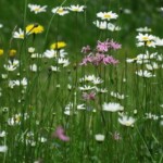 Eine anmutige Leichtigkeit: Kuckuckslichtnelken neben Margeriten (© mehr-natur-im-garten.ch) Kuckuckslichtnelken