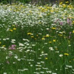 Selbst auf kleinen Flächen wirkt die Blütenpracht der Wildblumenwiese (© mehr-natur-im-garten.ch) Wildblumenwiese