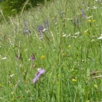Mensch und Tier fühlen sich wohl in einer blumenreichen Wiese. (© mehr-natur-im-garten.ch) Blumenwiese