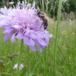 Für Insekten bieten Wildblumen paradiesische Futterquellen (© mehr-natur-im-garten.ch) Insekten auf Wildblumenwiese