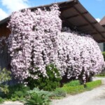 Eine blühende Fassade. (© mehr-natur-im-garten.ch) Blütenpracht Fassade