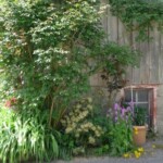 Mit bereits wenig Aufwand lässt sich eine Fassade zu einem abwechslungsreichen Lebensraum verschönern (© mehr-natur-im-garten.ch) Fassaden begrünen