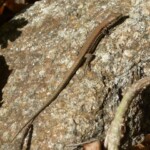Steinhaufen sind Lebensraum auf kleiner Fläche: Sie bieten Unterschlupf, Überwinterungs-, Ruhe- und Sonnenplätze unter anderem für Eidechsen(© mehr-natur-im-garten.ch) Steinhaufen