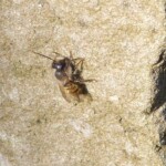 Steinhaufen stellen nicht nur einen wertvollen Unterschlupf dar. Zahlreiche Tiere wärmen sich hier gerne auf. (© mehr-natur-im-garten.ch) Steinhaufen