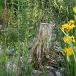 Neues Leben durch totes Holz im Garten. Ein dekoratives Gestaltungselement (© mehr-natur-im-garten.ch) Totholz